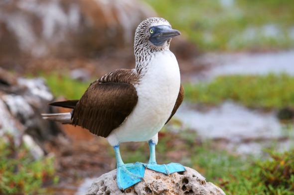 Piquero de patas azules (Islas Galápagos) CRUCEROS ISLAS GALAPAGOS CRUCEROS SILVER GALAPAGOS CRUCEROS PARQUE NATURAL GALAPAGOS CRUCEROS EXPEDICION GALAPAGOS GALAPAGOS CRUISES LUXURY GALAPAGOS CRUISES CRUCEROS EN YATE CRUCEROS EN BARCO PEQUEÑO CRUCEROS SILVERSEA EXPEDITIONS CRUCEROS EXPEDICION SILVERSEA CRUCEROS DE LUJO LUGARES REMOTOS CRUCEROS EXPLORACION SILVERSEA CRUCEROS SILVER GALAPAGOS CRUCEROS BARCO PEQUEÑO CRUCEROS BUQUES DE LUJO CRUCEROS REMOTOS CRUCEROS UNICOS CRUCEROS PARA MILLONARIOS CRUCEROS PARA RICOS CRUCEROS EXCLUSIVOS #LuxuryCruises #SilverSea #CrucerosAventura #ViajesdeNovios #CrucerosDiferentes #crucerosislasgalapagos #crucerosgalapagos #SilverseaExpeditions #SilverGalapagos #Viajesdelujo #viajesexclusivos #crucerosexploracion #expeditioncruises #crucerosexpedicion #crucerosnaturaleza #PaisajeGalapagos #NaturalezaMaravillosa #NaturalezaVirgen